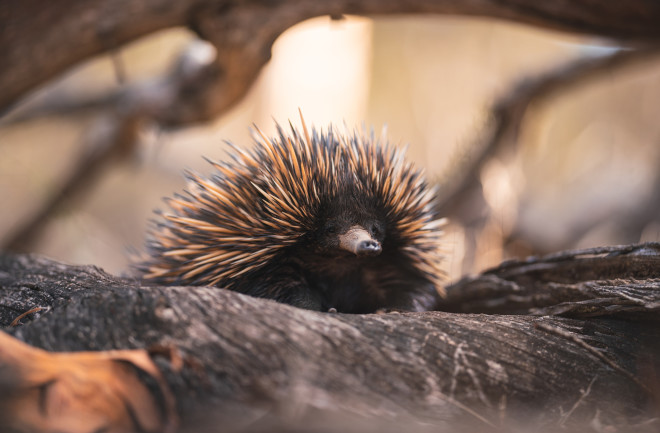 A short-beaked echidna walking along the forest floor. 