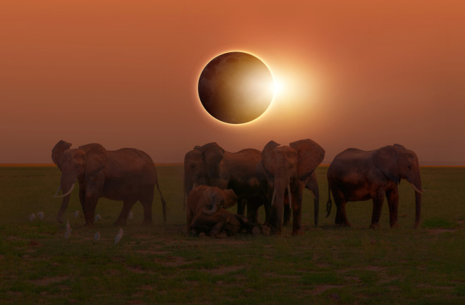 Elephants during a total solar eclipse