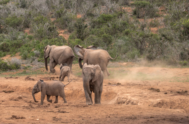 elephants running away