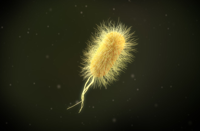 Escherichia-coli