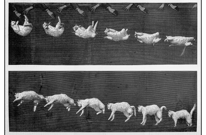 falling-physics-cat