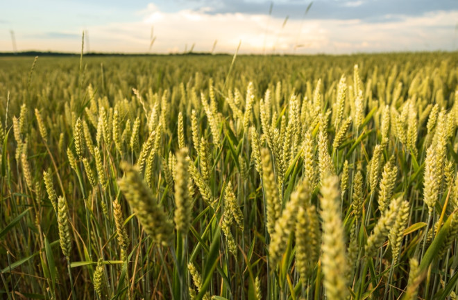 Field of wheat