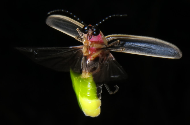 Photinus pyralis firefly