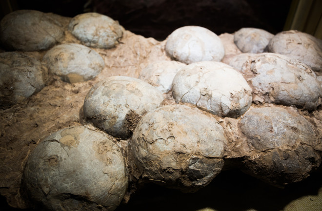 Fossilised eggs of a Hadrosaur dinosaur