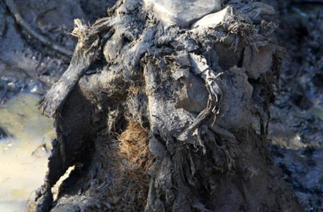 Frozen Mammoth