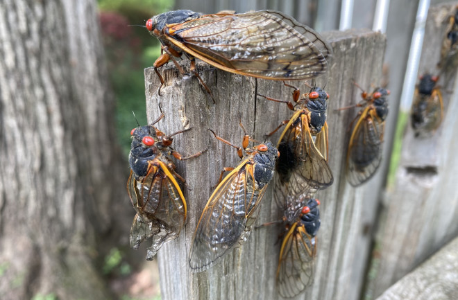 Cicada Group