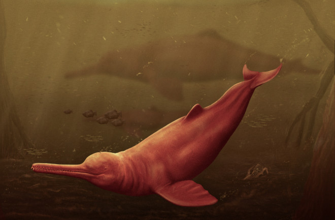 Giant freshwater dolphin