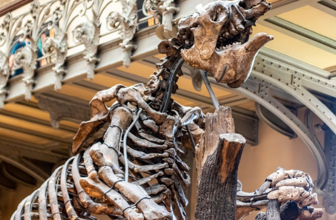 Giant ground sloth skeleton exhibit