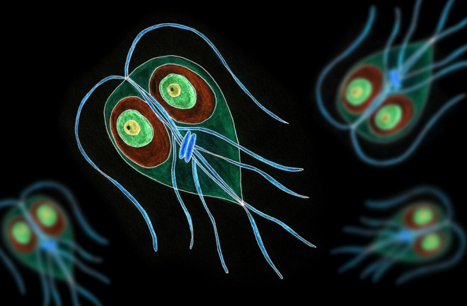 Giardia intestinalis