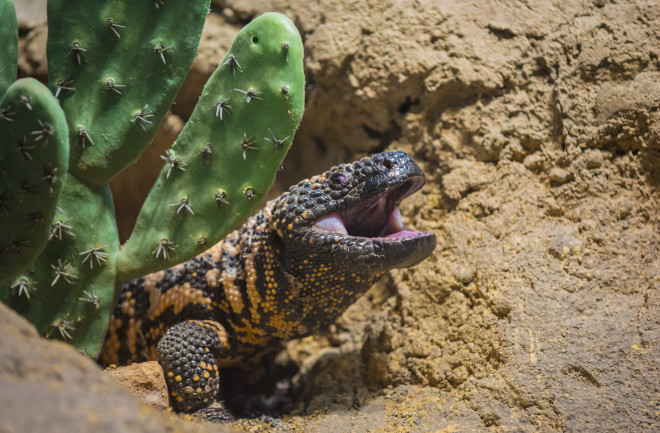 Close-up shot of a gila monster under the cactus