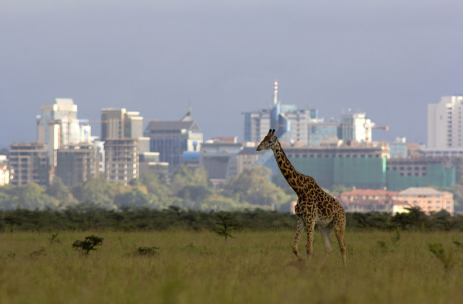 Giraffe-near-city