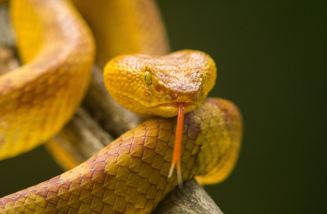 golden lancehead snake bothrops insularis