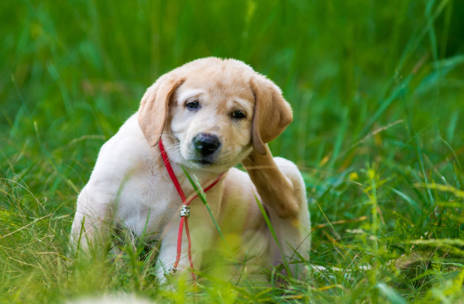Golden lab scratching