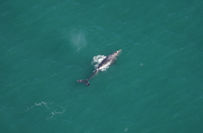 Gray Whale Atlantic