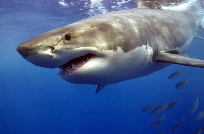 Great White Shark
