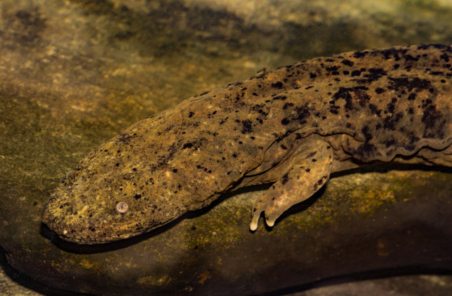 Hellbender salamander giant size