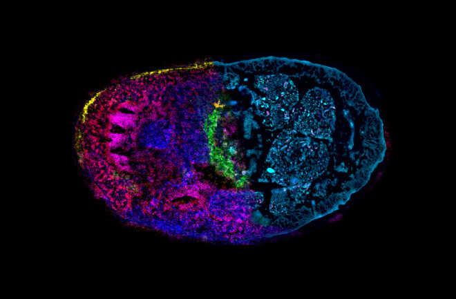 Highres multimodal DiscoveryMag