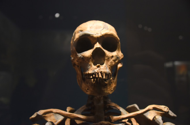 Homo neanderthalensis