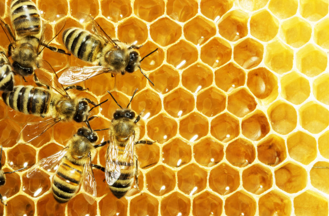 Honey bees