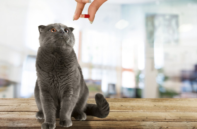 human hand giving gray cat a red pill