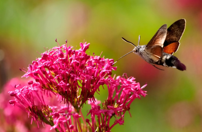 Hummingbird moth feeding on red valerian flowers
