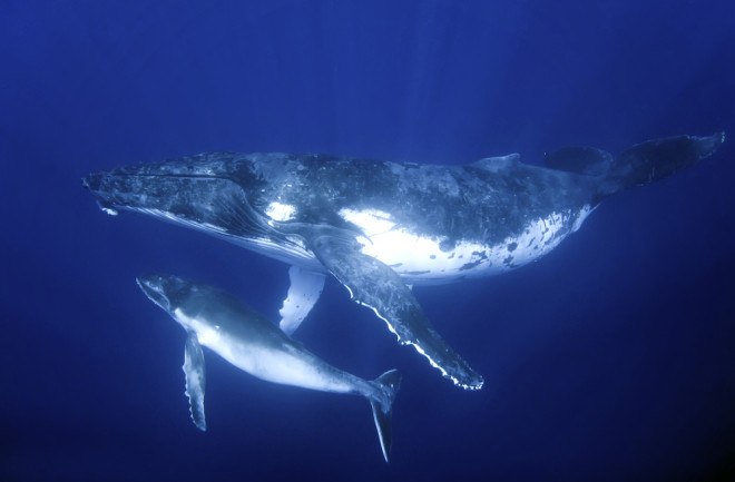 Humpback Whales