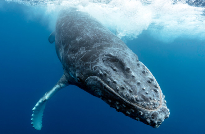 Humpback whale