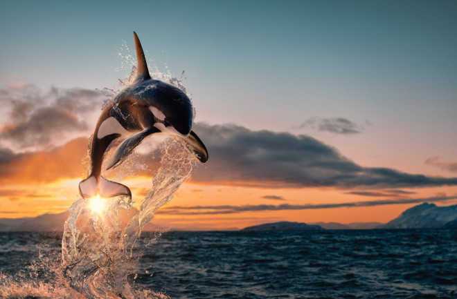 Intelligent orca leaping from ocean water with splashes, Norway fjord sunset in background