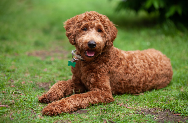 labrodoodle