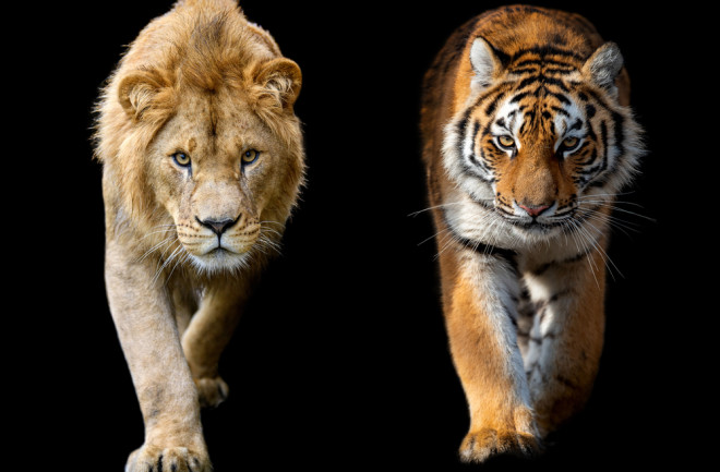 lion and tiger together