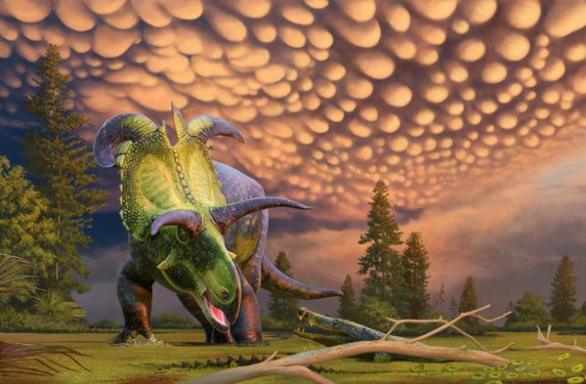 Lokiceratops rangiformis gen. et sp. nov. (Ceratopsidae: Centrosaurinae) from the Campanian Judith River Formation of Montana reveals rapid regional radiations and extreme endemism within centrosaurine dinosaurs