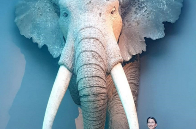 Reconstruction of European straight-tusked elephant 