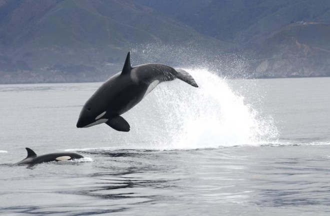 Transient killer whale attacking a California sea lion off Big Sur, California.