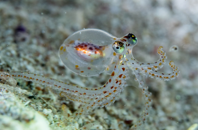 Octopus