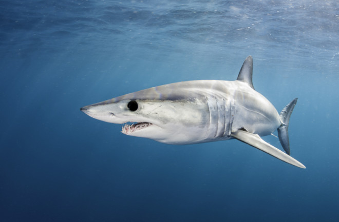 mako-shark