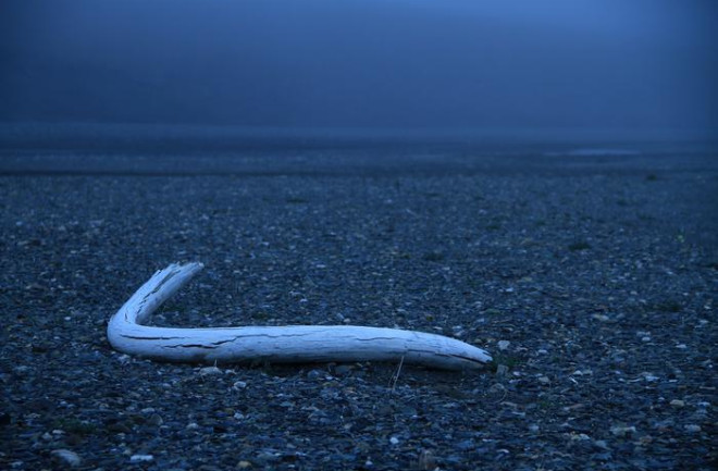 Mammoth Tusk