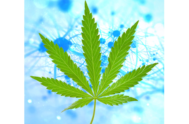 Dementia Neurons and Marijuana