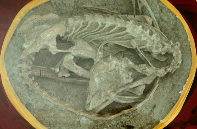 Mei Long fossil, sleeping dragon