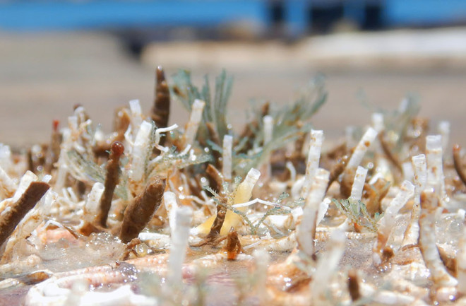 microbe-metamorphosis-1600x600