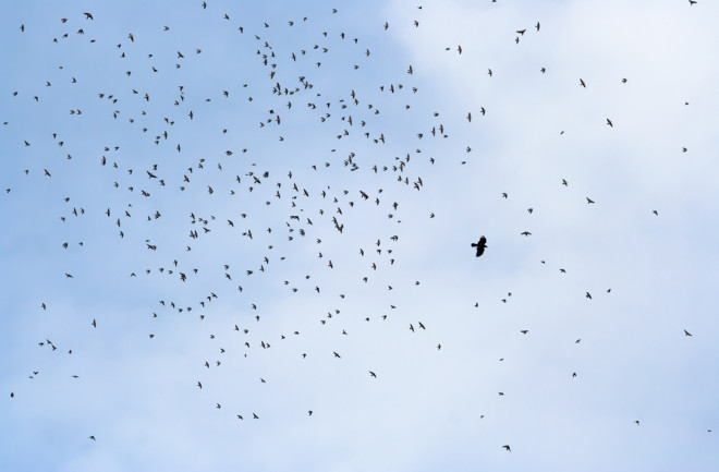 Mobbing in birds: Small birds fly together against a larger bird