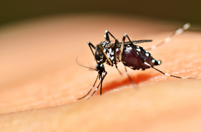 mosquito.jpg