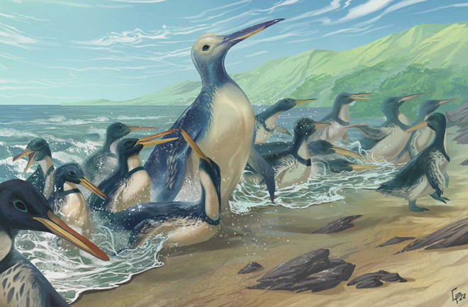 Life reconstructions of Kumimanu fordycei and Petradyptes stonehousei. 