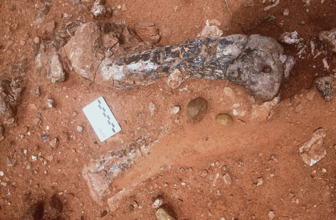 The fossils of Musankwa on Spurwing Island