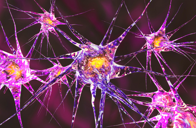 neurons.jpg