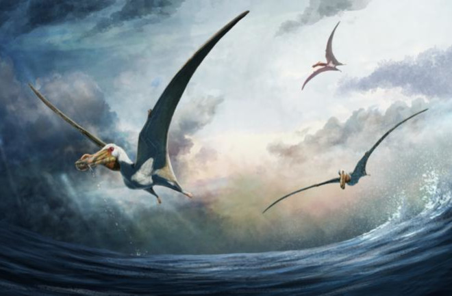Pterosaur dinosaur illustration
