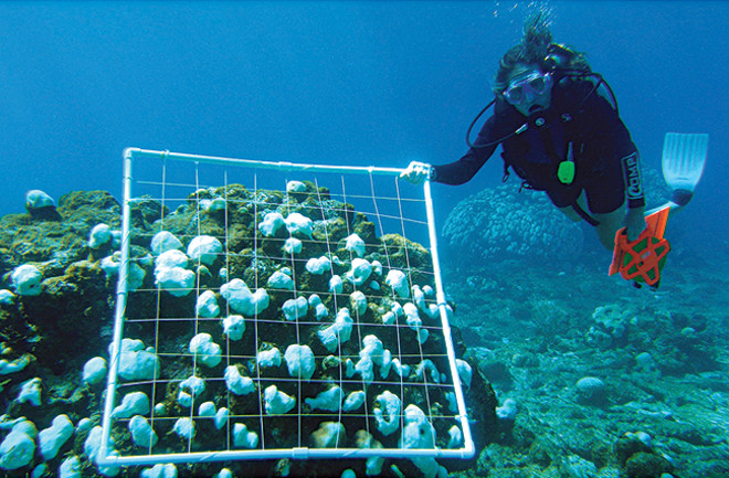 NOAA scuba diver surveys bleached corals