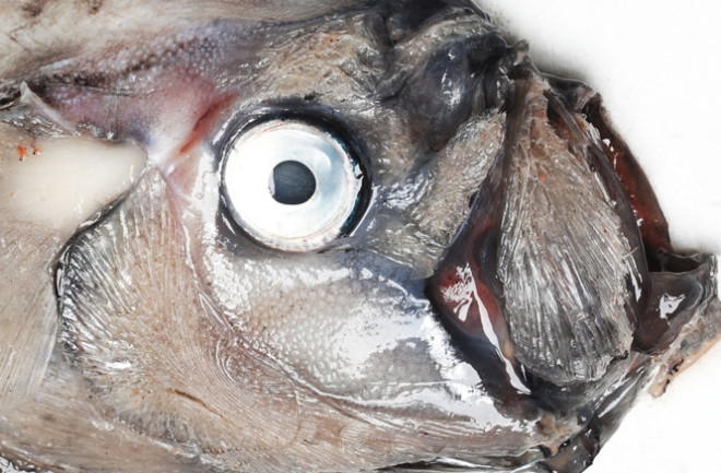 Oarfish (Regalecus russelii) mystery animal head close up 