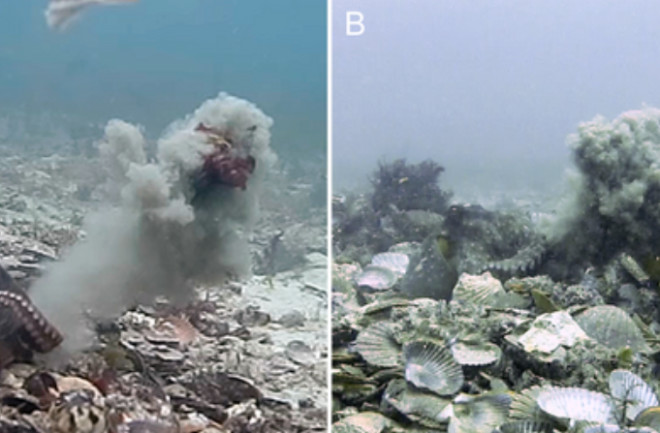 Octopus debris throwing