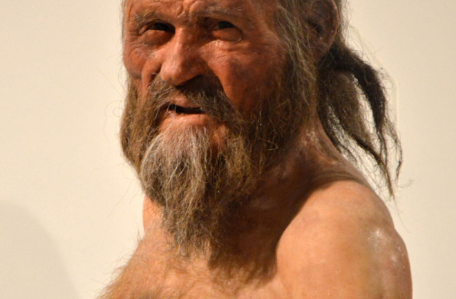 Reproduction of Oetzi the Similaun Man in the South Tyrol Museum of Archaeology in Bolzano
