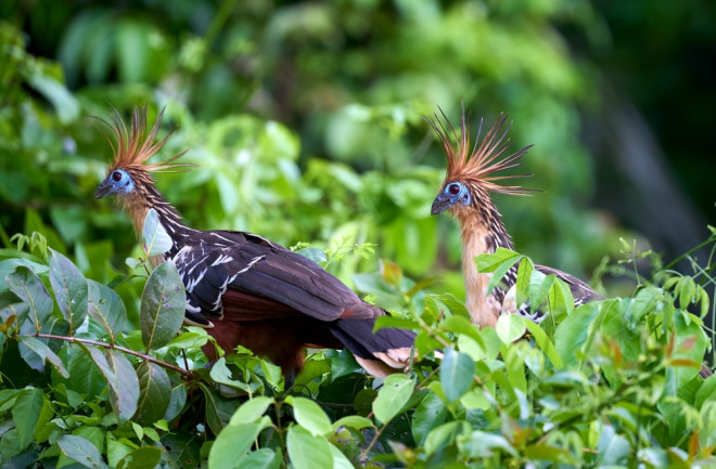 pair of hoatzin in brush